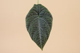 Rare Alocasia Maharani with thick, textured grey-green leaves and dragon-scale detail. A compact, sculptural houseplant prized by collectors.