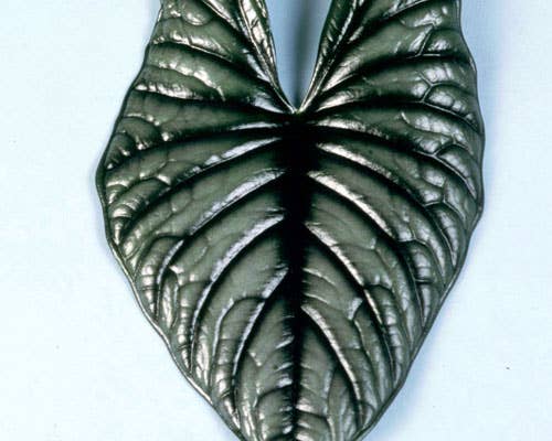 Alocasia ‘Nebula Imperialis’ is a rare, collectible houseplant with metallic silver-green foliage and bold veining—ideal for dramatic, modern plant displays.