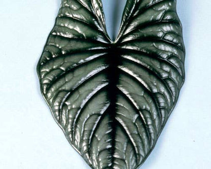 Alocasia ‘Nebula Imperialis’ is a rare, collectible houseplant with metallic silver-green foliage and bold veining—ideal for dramatic, modern plant displays.