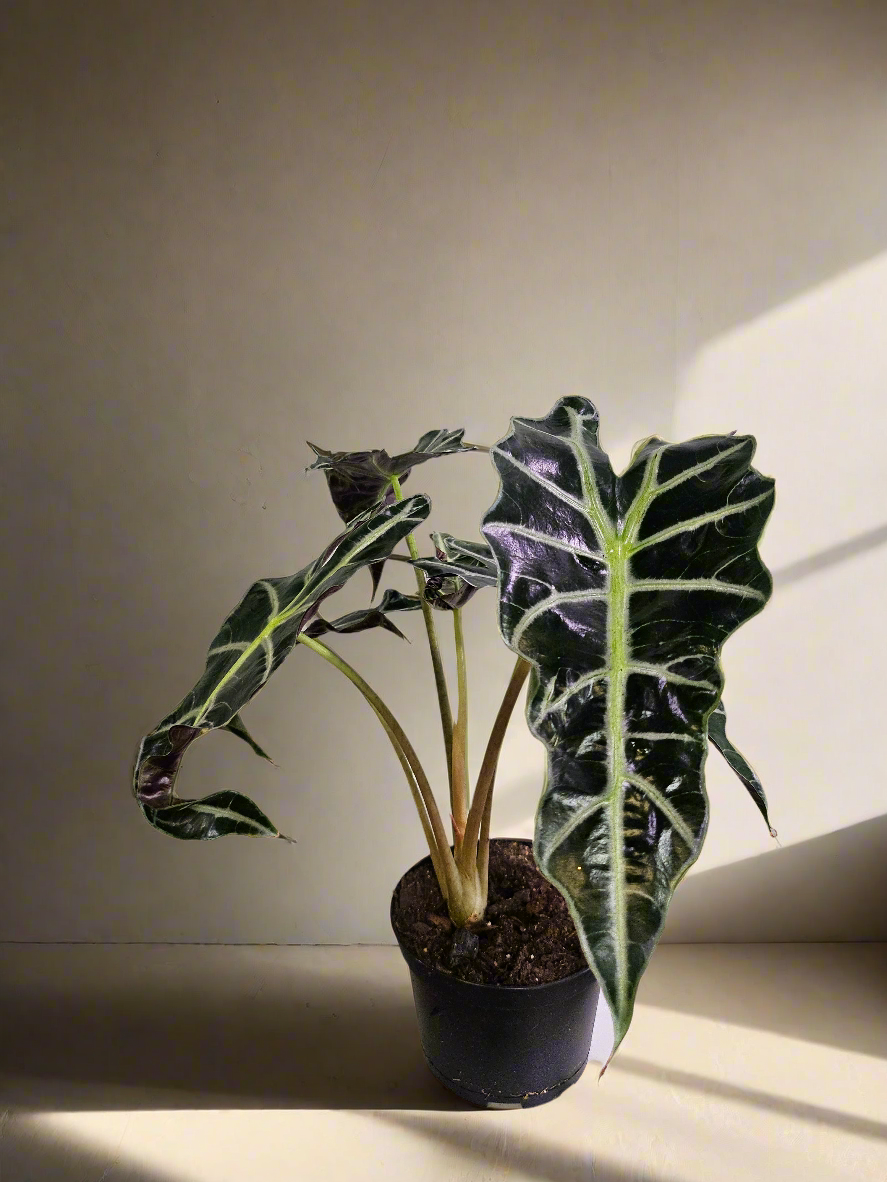 Alocasia Polly ‘African Mask’ is a striking plant with deep green, arrow-shaped leaves and bold silvery-white veins. Compact yet dramatic, it thrives in bright, indirect light, high humidity, and well-draining soil. A medium-care plant, it adds a bold, exotic touch to any space. Perfect for tropical plant lovers!
