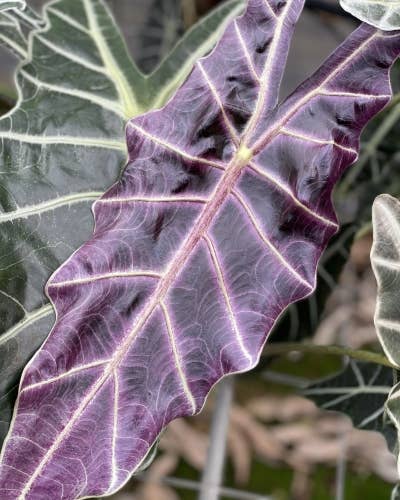 Alocasia Purpley features velvety green leaves with rich purple undersides. A striking collector aroid that thrives in bright, indirect light and high humidity.