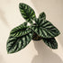 Shop Alocasia Quilted Dreams, a rare collector aroid with deeply textured quilted leaves, dramatic veining, and stunning tropical foliage.
