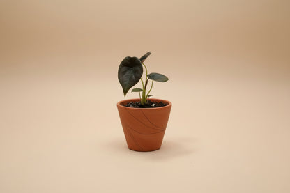 Alocasia ‘Red Secret’ is a rare tropical houseplant with iridescent, coppery-red leaves. A striking, compact beauty perfect for collectors and humid spaces.