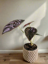 Alocasia ‘Red Secret’ is a rare tropical houseplant with iridescent, coppery-red leaves. A striking, compact beauty perfect for collectors and humid spaces.