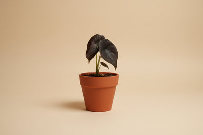 Alocasia ‘Red Secret’ is a rare tropical houseplant with iridescent, coppery-red leaves. A striking, compact beauty perfect for collectors and humid spaces.