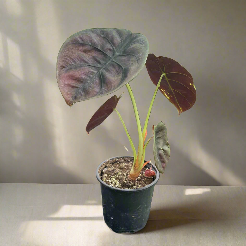 Alocasia ‘Red Secret’ is a rare tropical houseplant with iridescent, coppery-red leaves. A striking, compact beauty perfect for collectors and humid spaces.