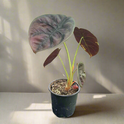 Alocasia ‘Red Secret’ is a rare tropical houseplant with iridescent, coppery-red leaves. A striking, compact beauty perfect for collectors and humid spaces.