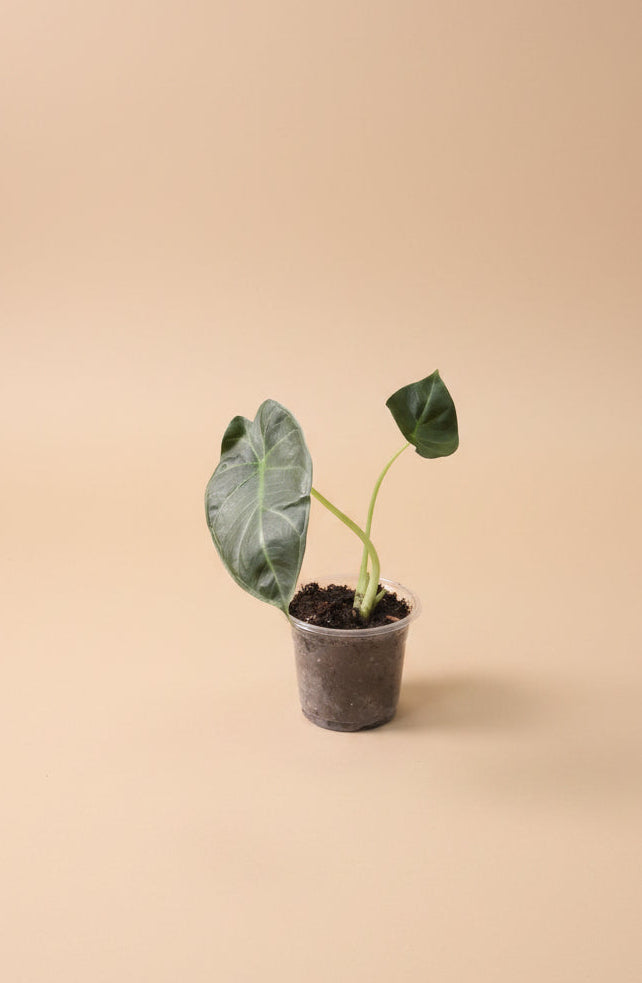 Alocasia Regal Shield, a dramatic tropical houseplant with giant deep green leaves and purple undersides. A stunning statement plant for any indoor jungle.