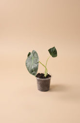 Alocasia Regal Shield, a dramatic tropical houseplant with giant deep green leaves and purple undersides. A stunning statement plant for any indoor jungle.