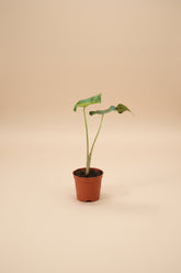 Alocasia Sumo, a bold tropical aroid with massive emerald-green leaves and dramatic jungle appeal. An uncommon collector plant for indoor spaces.