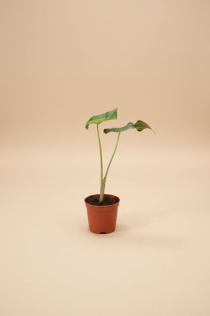 Alocasia Sumo, a bold tropical aroid with massive emerald-green leaves and dramatic jungle appeal. An uncommon collector plant for indoor spaces.