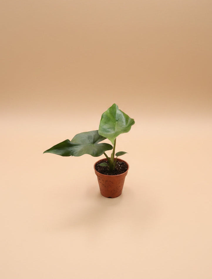 Alocasia Sumo, a bold tropical aroid with massive emerald-green leaves and dramatic jungle appeal. An uncommon collector plant for indoor spaces.