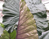 Shop Alocasia Sumo, a bold tropical aroid with massive emerald-green leaves and dramatic jungle appeal. An uncommon collector plant for indoor spaces.