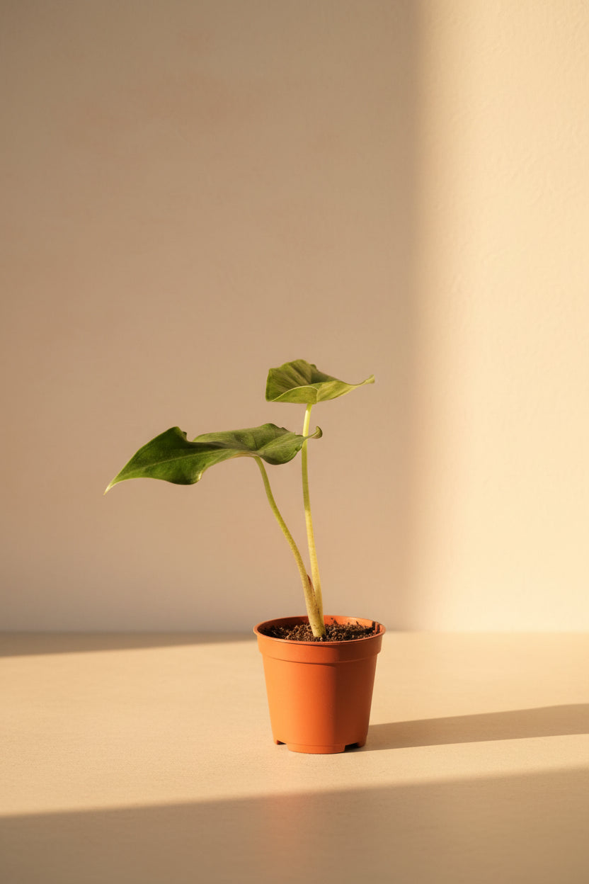 Alocasia Sumo, a bold tropical aroid with massive emerald-green leaves and dramatic jungle appeal. An uncommon collector plant for indoor spaces.