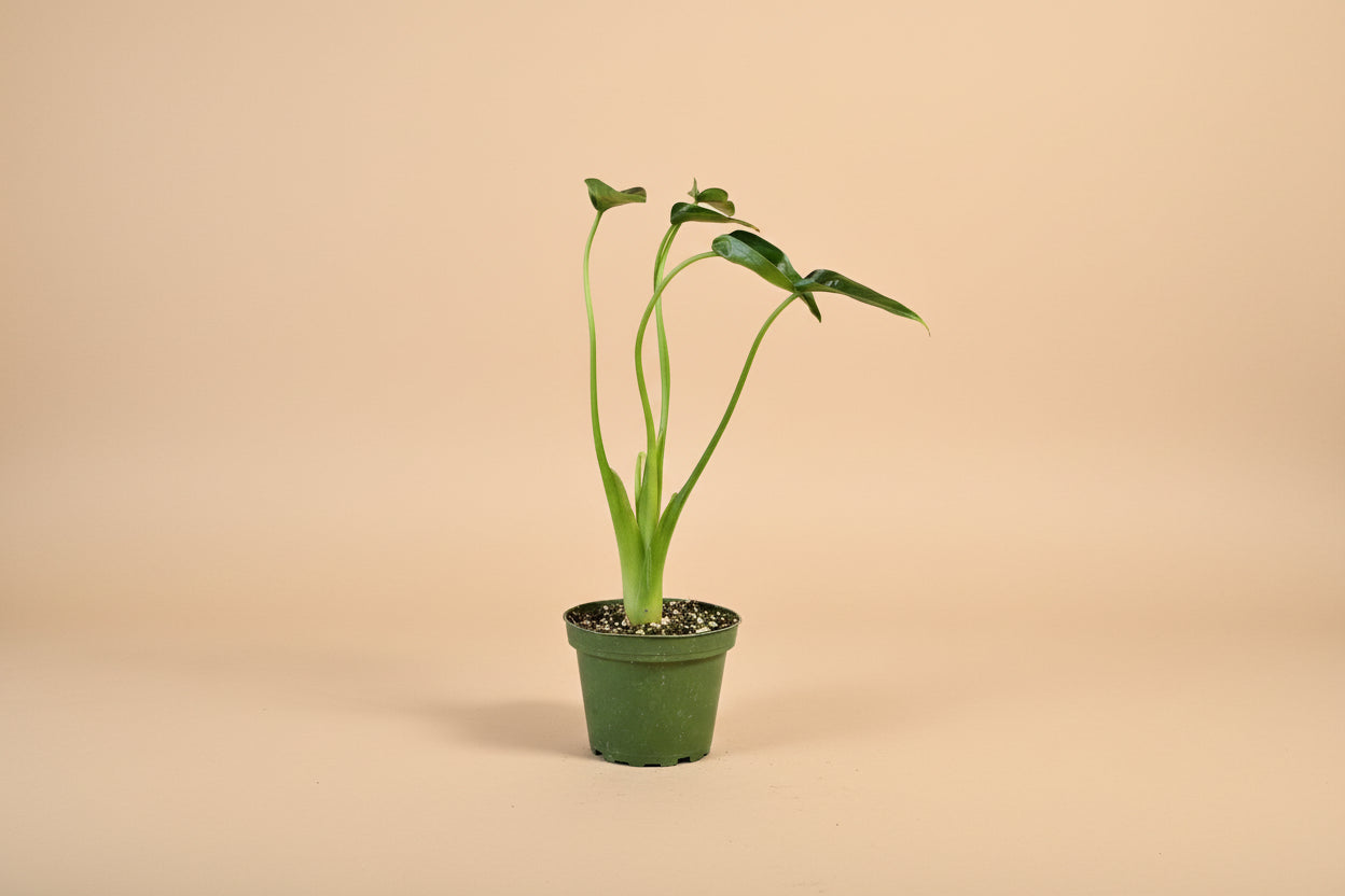 Alocasia ‘Tiny Dancer’ is a rare, compact hybrid with playful, dancing stems and sculptural leaves—perfect for collectors seeking uncommon, stylish houseplants.