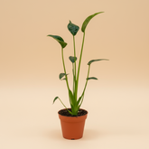 Alocasia ‘Tiny Dancer’ is a rare, compact hybrid with playful, dancing stems and sculptural leaves—perfect for collectors seeking uncommon, stylish houseplants.