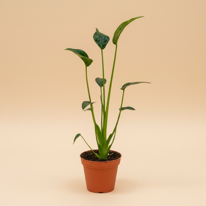 Alocasia ‘Tiny Dancer’ is a rare, compact hybrid with playful, dancing stems and sculptural leaves—perfect for collectors seeking uncommon, stylish houseplants.