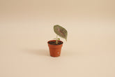 Alocasia azlanii rare jewel plant with iridescent dark leaves and pink veins. Unique collector houseplant for bright indirect light and humid spaces.
