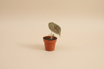 Alocasia azlanii rare jewel plant with iridescent dark leaves and pink veins. Unique collector houseplant for bright indirect light and humid spaces.