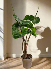 Alocasia macrorrhiza ‘Stingray’ is a striking tropical plant with unique, stingray-shaped leaves. It thrives in bright, indirect light, high humidity, and well-draining soil. A medium-care plant, it needs consistent moisture but avoids overwatering. Perfect for collectors, it adds an exotic, sculptural touch to any space!