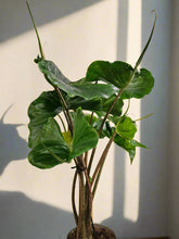 Alocasia macrorrhiza ‘Stingray’ is a striking tropical plant with unique, stingray-shaped leaves. It thrives in bright, indirect light, high humidity, and well-draining soil. A medium-care plant, it needs consistent moisture but avoids overwatering. Perfect for collectors, it adds an exotic, sculptural touch to any space!