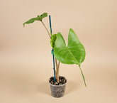 Alocasia macrorrhiza ‘Stingray’ is a striking tropical plant with unique, stingray-shaped leaves. It thrives in bright, indirect light, high humidity, and well-draining soil. A medium-care plant, it needs consistent moisture but avoids overwatering.
