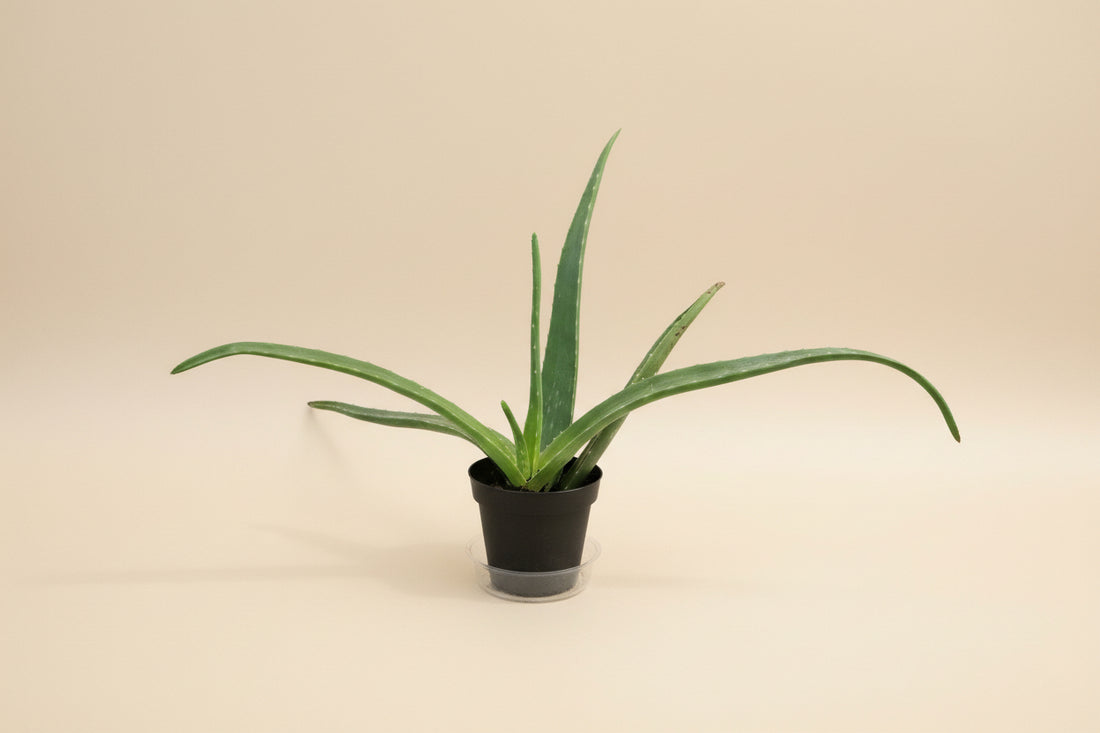 Easy-care Aloe Vera succulent with soothing gel, perfect for bright windows, modern homes, and beginner plant lovers seeking low-maintenance greenery.