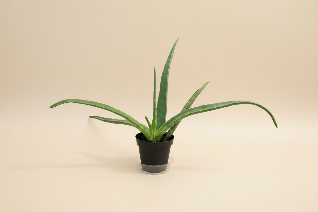 Easy-care Aloe Vera succulent with soothing gel, perfect for bright windows, modern homes, and beginner plant lovers seeking low-maintenance greenery.