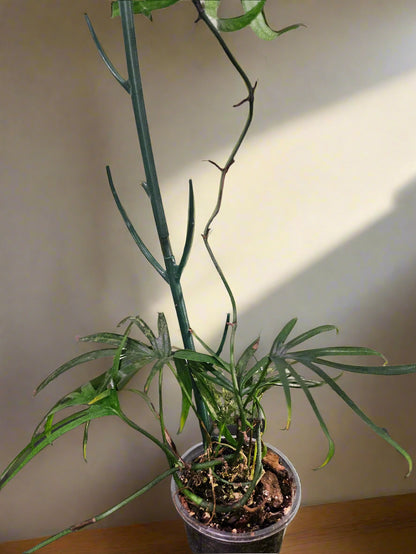 Amydrium zippelianum is a rare climbing aroid with dramatic, deeply lobed leaves—perfect for adding bold, tropical texture to bright, humid spaces.