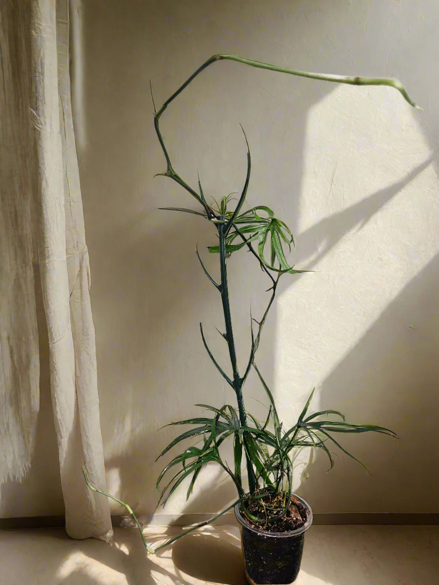 Amydrium zippelianum is a rare climbing aroid with dramatic, deeply lobed leaves—perfect for adding bold, tropical texture to bright, humid spaces.