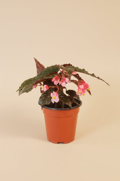 Angel Wing Begonia Lynda Dawn with dark green to near-black leaves. Moody, elegant houseplant perfect for bright indirect light and curated indoor spaces.