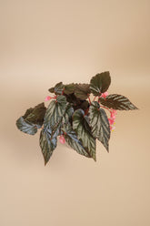 Angel Wing Begonia Lynda Dawn with dark green to near-black leaves. Moody, elegant houseplant perfect for bright indirect light and curated indoor spaces.