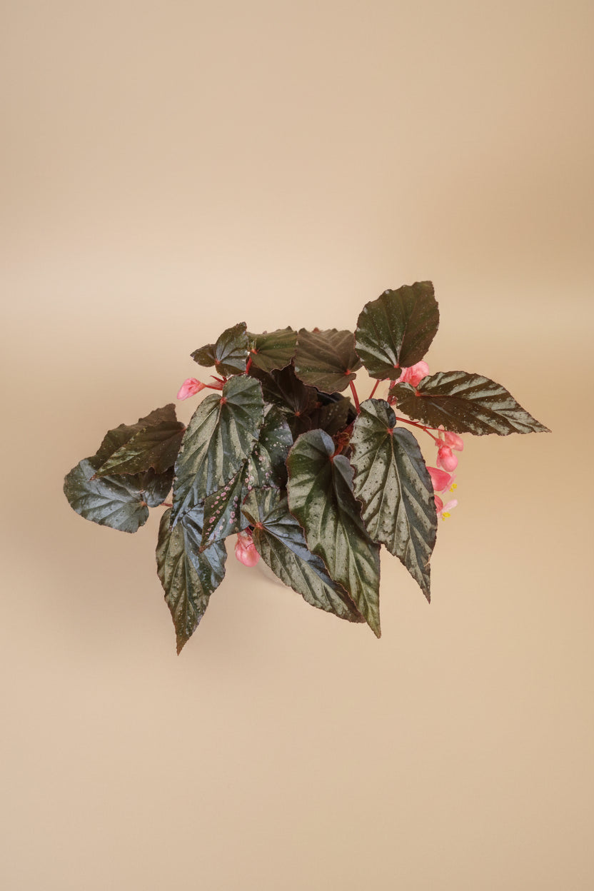 Angel Wing Begonia Lynda Dawn with dark green to near-black leaves. Moody, elegant houseplant perfect for bright indirect light and curated indoor spaces.
