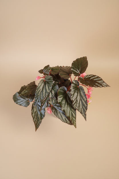 Angel Wing Begonia Lynda Dawn with dark green to near-black leaves. Moody, elegant houseplant perfect for bright indirect light and curated indoor spaces.