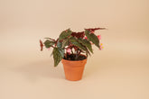 Angel Wing Begonia Lynda Dawn with dark green to near-black leaves. Moody, elegant houseplant perfect for bright indirect light and curated indoor spaces.