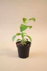 Rare Ant Plant with sculptural caudex, hollow chambers, and tropical foliage. A bizarre collector favorite with easy-care exotic jungle vibes.