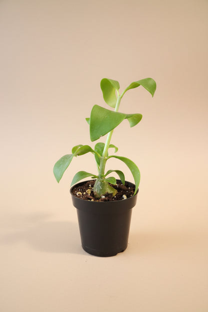 Rare Ant Plant with sculptural caudex, hollow chambers, and tropical foliage. A bizarre collector favorite with easy-care exotic jungle vibes.