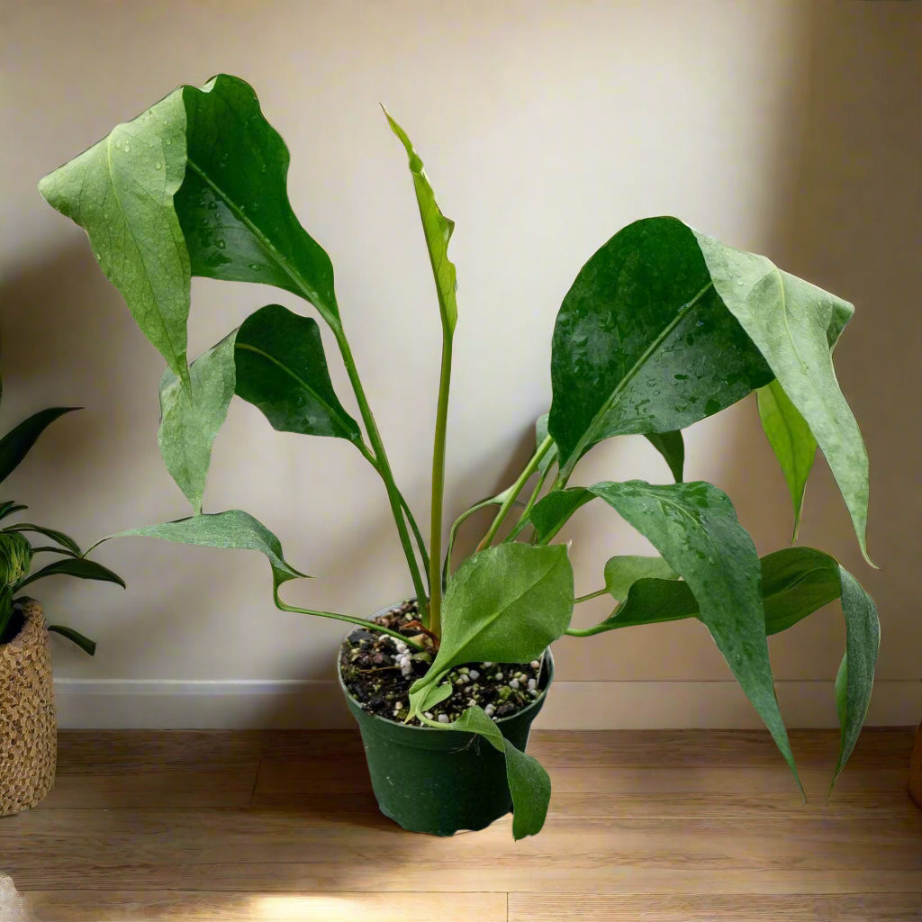 With its rare, dramatic foliage and easy-care nature, Anthurium &