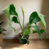 With its rare, dramatic foliage and easy-care nature, Anthurium &
