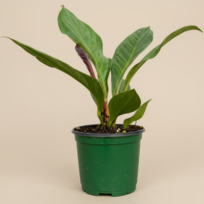 The Anthurium jenmanii is an uncommon bird’s nest Anthurium with bold, leathery leaves and a sculptural rosette form—perfect for stylish indoor space