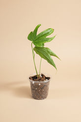 The Anthurium ‘Fingers’ (Anthurium pedatoradiatum) is a rare tropical plant prized for its hand-like, segmented leaves. 