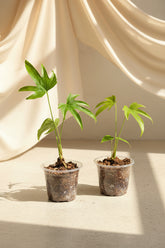 The Anthurium ‘Fingers’ (Anthurium pedatoradiatum) is a rare tropical plant prized for its hand-like, segmented leaves. 