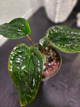 Anthurium Radicans x Luxurians is a rare hybrid with thick, velvety, quilted leaves—perfect for adding bold texture and exotic charm to any plant collection.