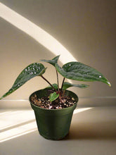 anthurium radicans for sale Anthurium RADICANS X luxurians