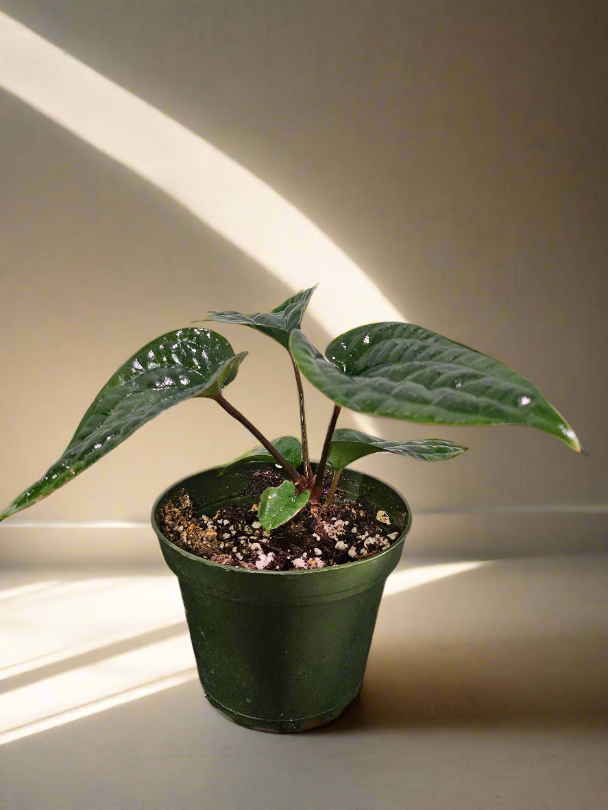 Anthurium Radicans x Luxurians is a rare hybrid with thick, velvety, quilted leaves—perfect for adding bold texture and exotic charm to any plant collection.