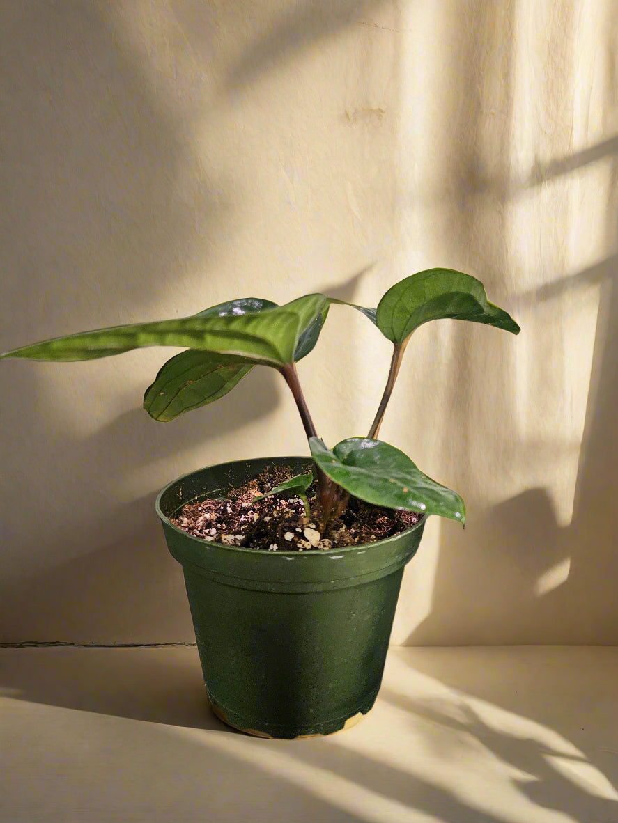 Anthurium Radicans x Luxurians is a rare hybrid with thick, velvety, quilted leaves—perfect for adding bold texture and exotic charm to any plant collection.