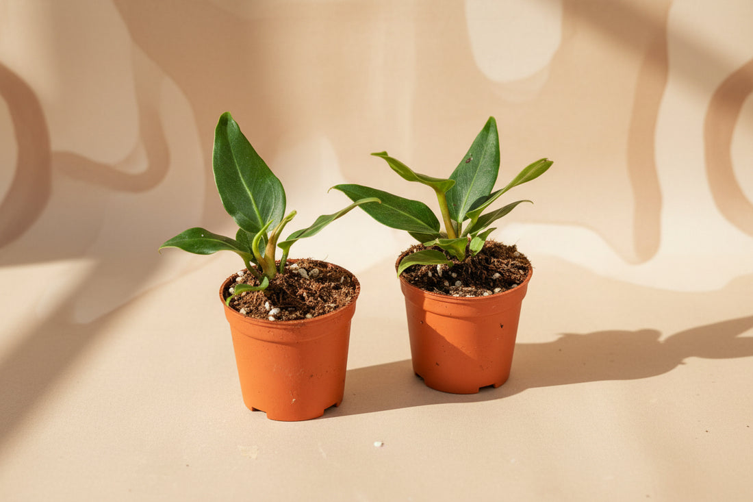 Anthurium plowmanii features bold rippled leaves and glossy texture. A tropical collector plant that thrives in bright, indirect light and humid spaces.