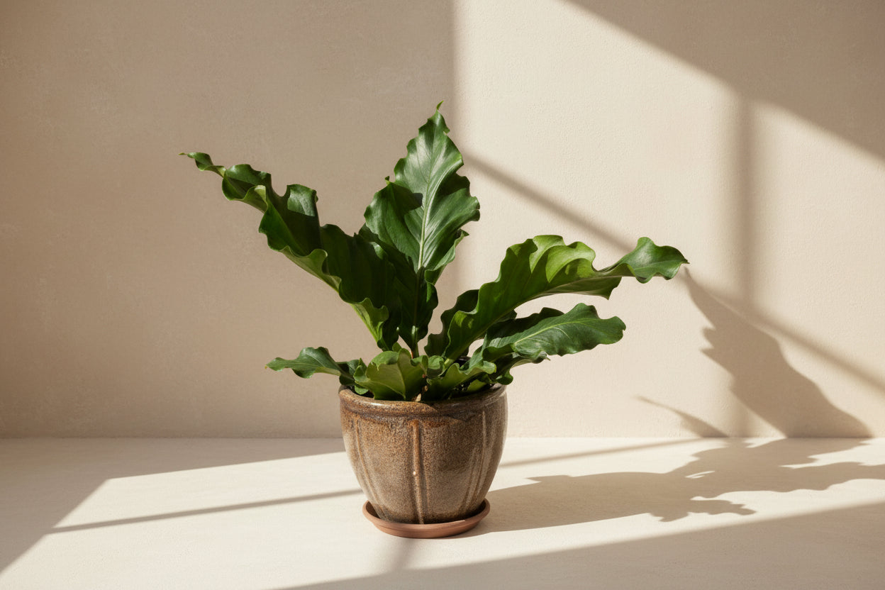 Anthurium plowmanii features bold rippled leaves and glossy texture. A tropical collector plant that thrives in bright, indirect light and humid spaces.