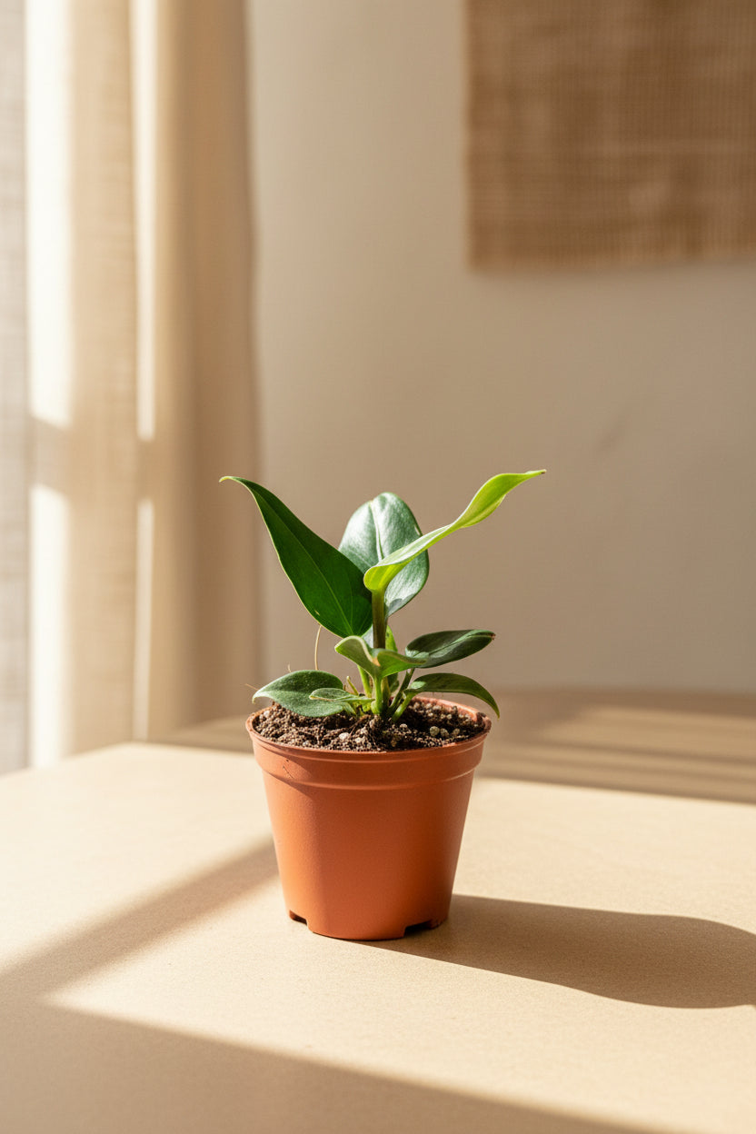Anthurium plowmanii features bold rippled leaves and glossy texture. A tropical collector plant that thrives in bright, indirect light and humid spaces.