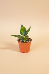 Anthurium plowmanii features bold rippled leaves and glossy texture. A tropical collector plant that thrives in bright, indirect light and humid spaces.